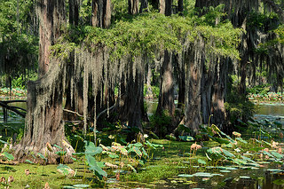 photo credit: Drriss & Marrionn via photopin cc