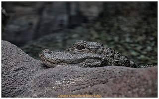 photo credit: Eustaquio Santimano via photopin cc