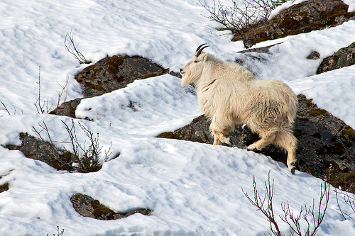 mountain goat photo