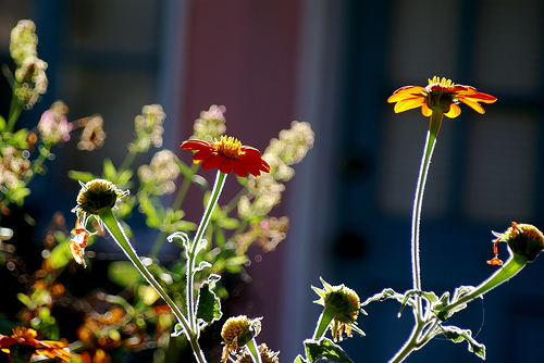 mexican sunflower photo