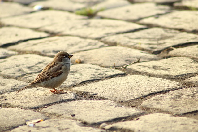 sparrow photo