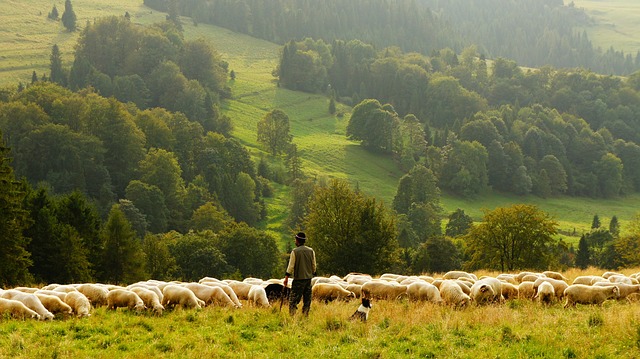 shepherd photo