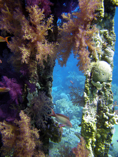 shipwreck reef photo