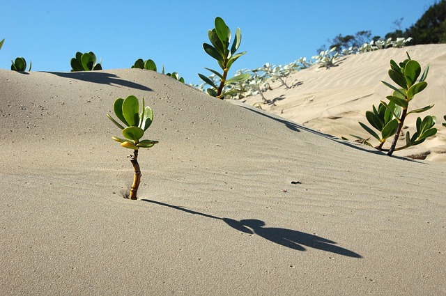 desert plant photo
