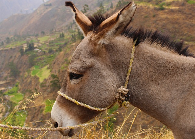 donkey photo